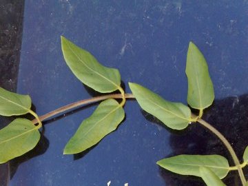 In una siepe - Lonicera japonica